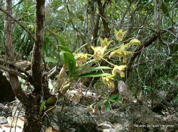 Dendrobium 11