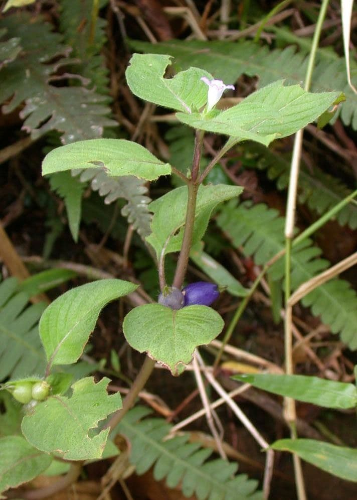 Coccocypselum 24