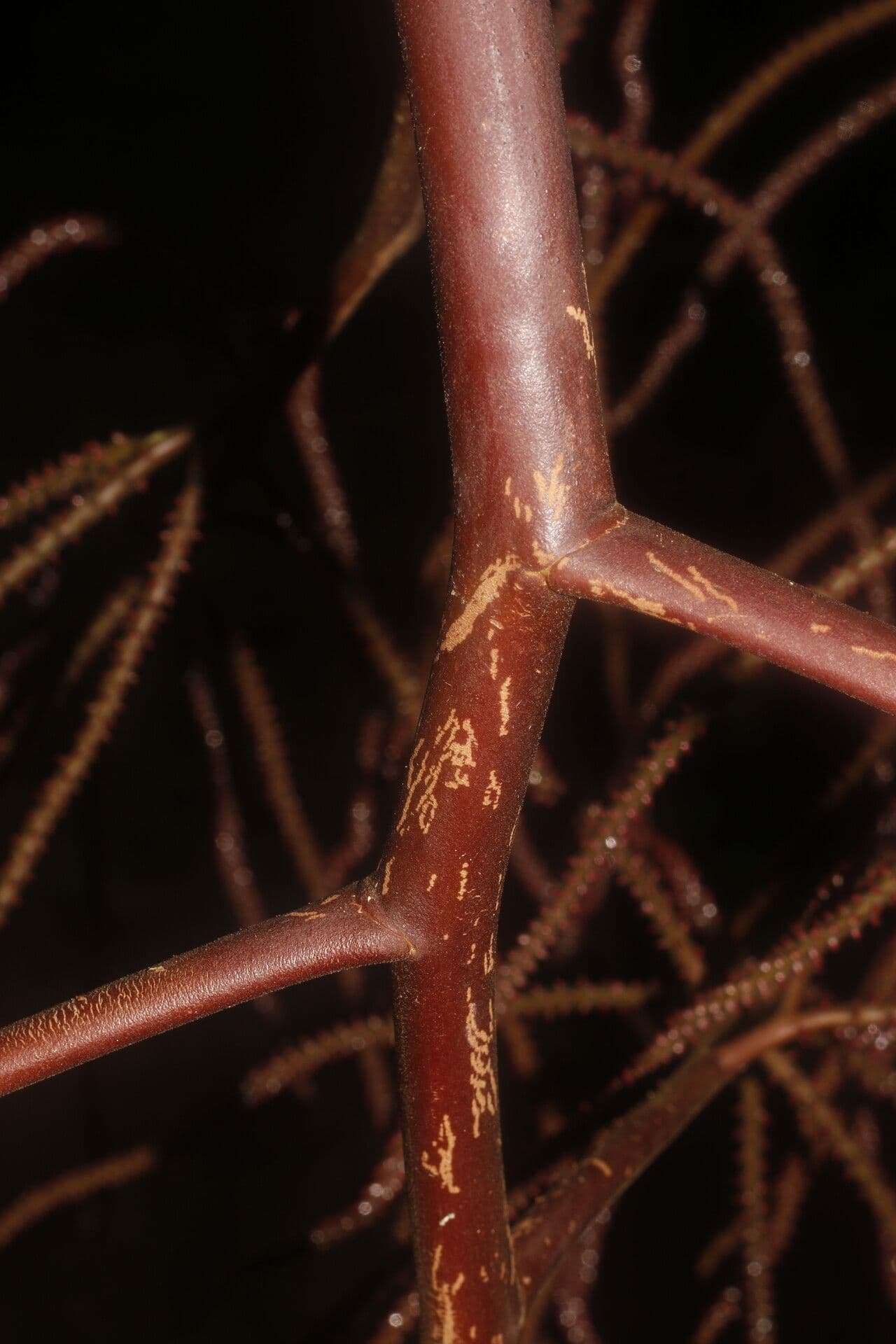 Geonoma interrupta 4