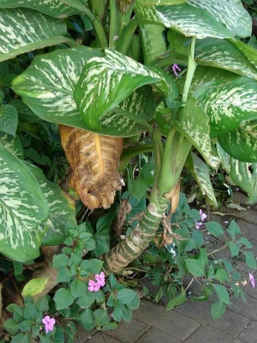 Dieffenbachia 23