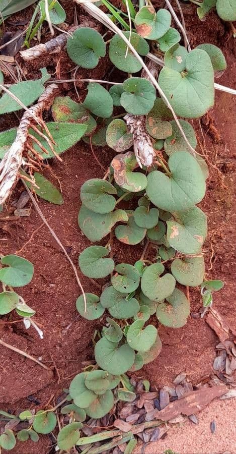 Dichondra 5