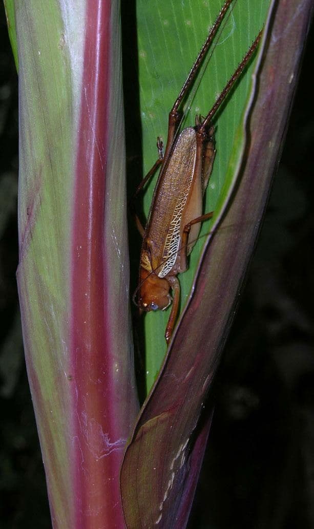 Costus liscio 17
