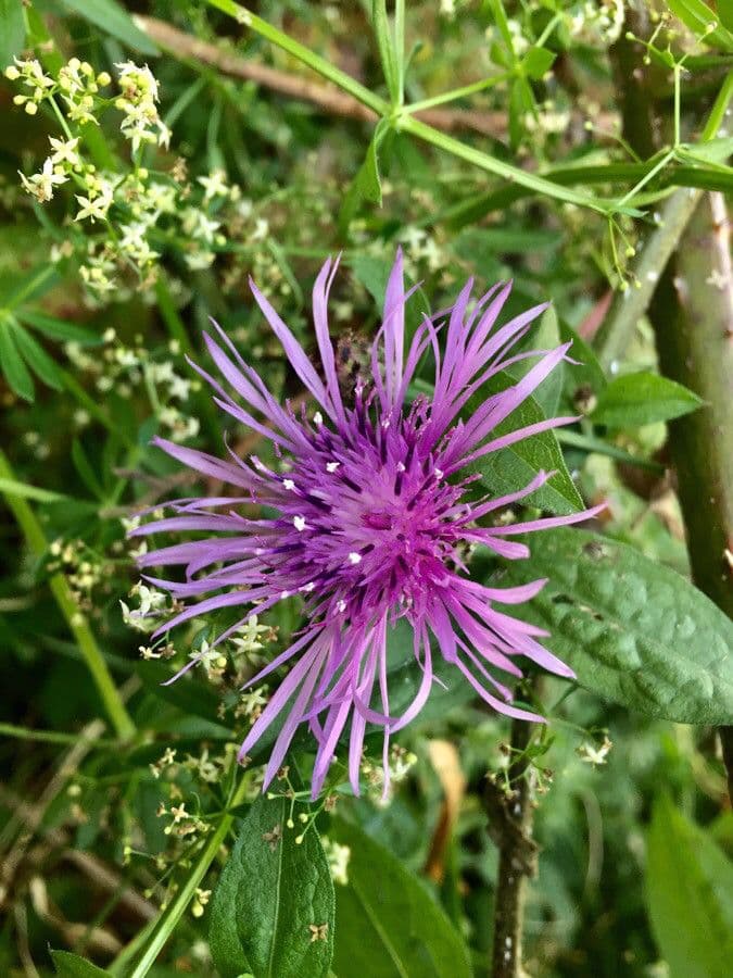 Einköpfige Flockenblume 10