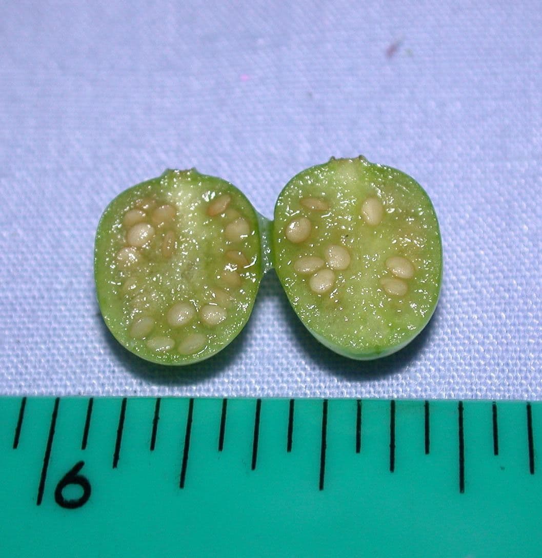 Physalis pubescent 25