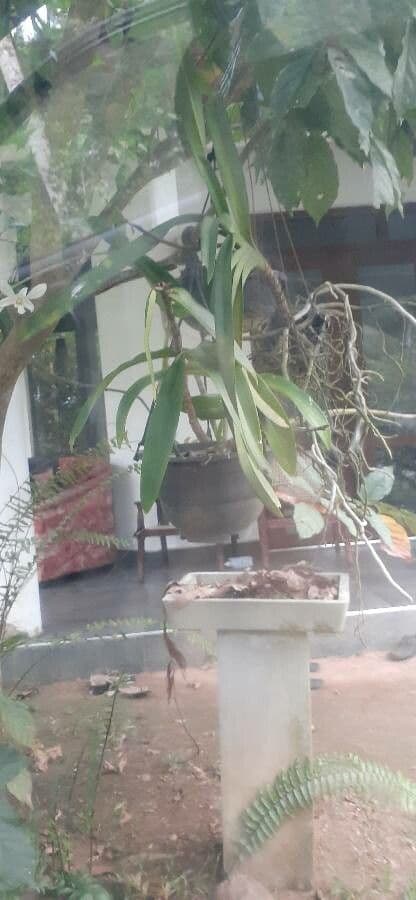 Orchidea 7