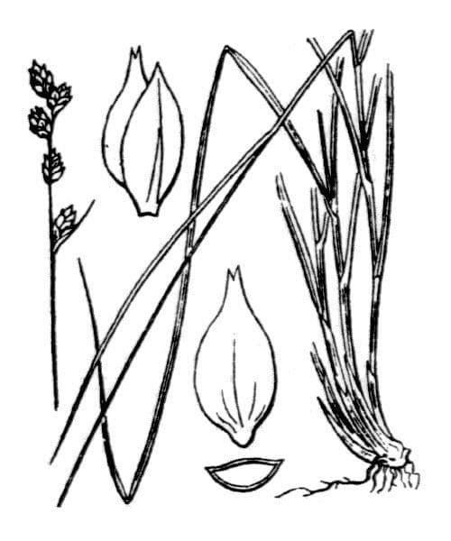 Carice brunastra 23