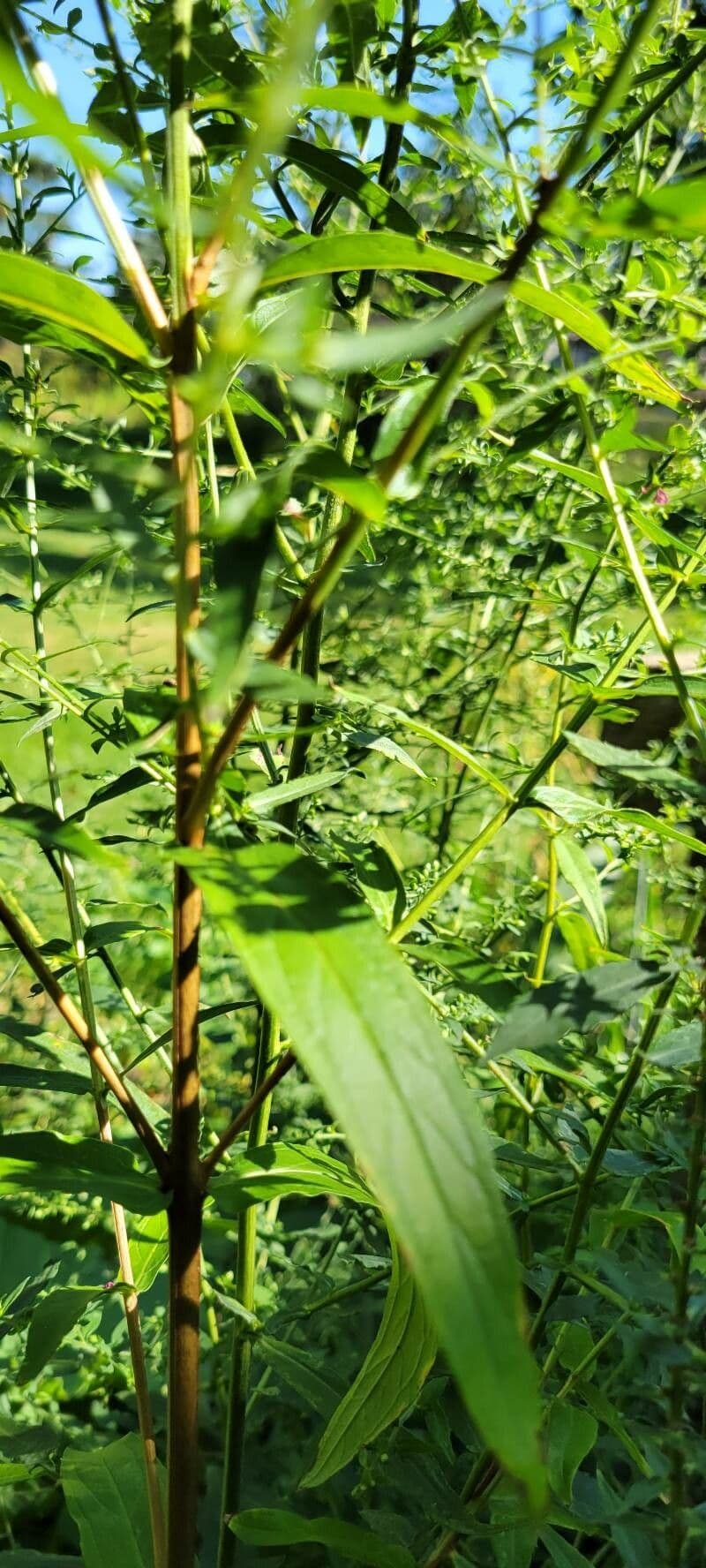Salcerella 22