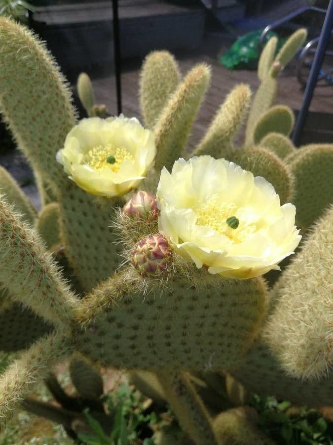 Opuntia leucotricha 10