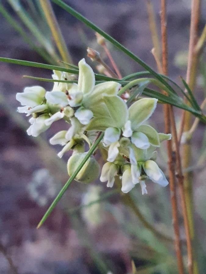 Gomphocarpus 10