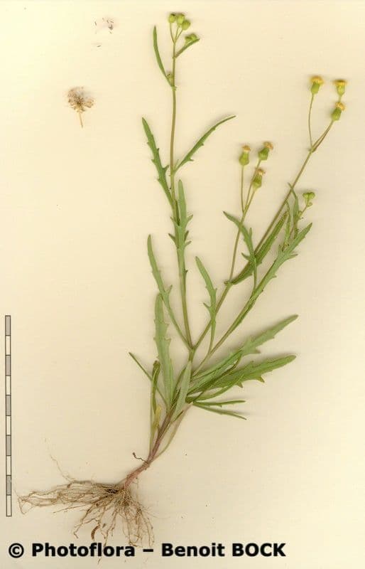 Senecio 11