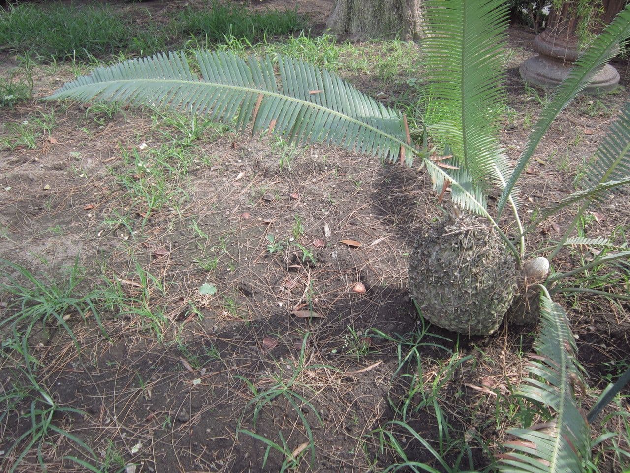 Dioon commestibile 13
