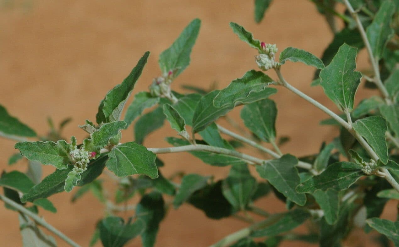 Chrozophora 24