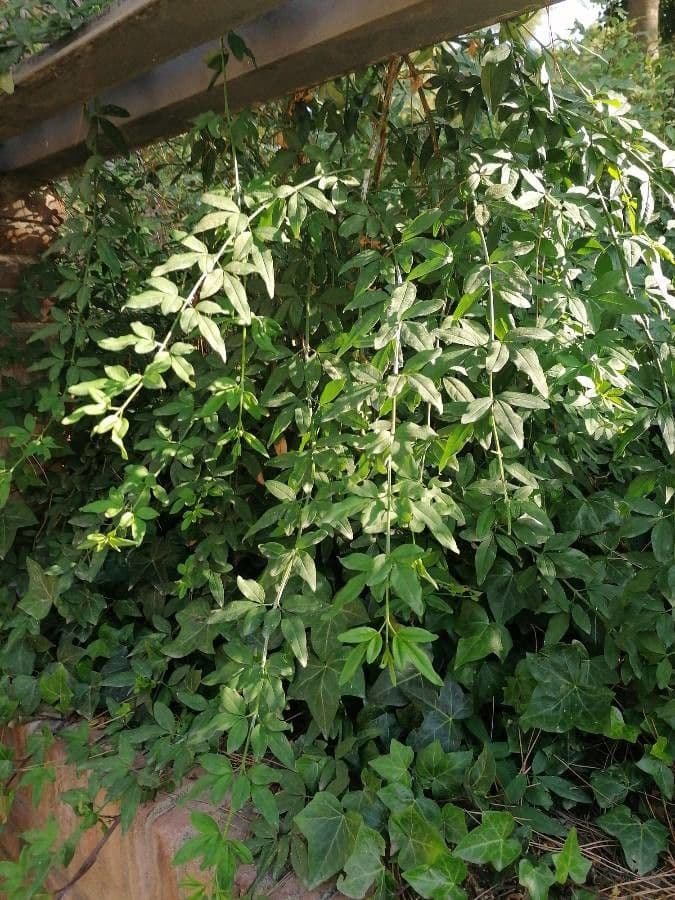 Winterjasmin 25