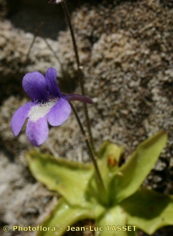 Pinguicula 2