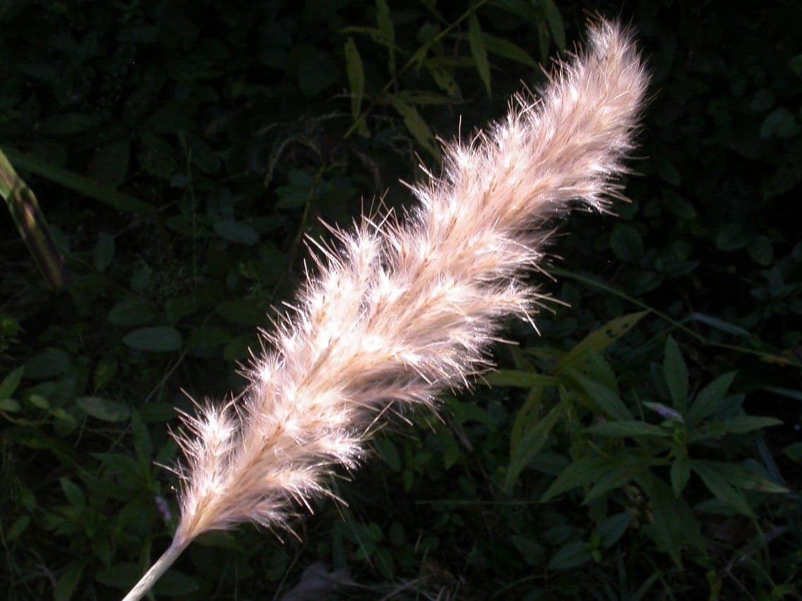 Canna 2