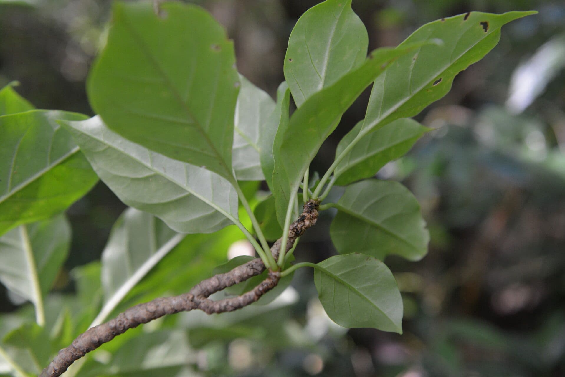 Solandra grandiflora