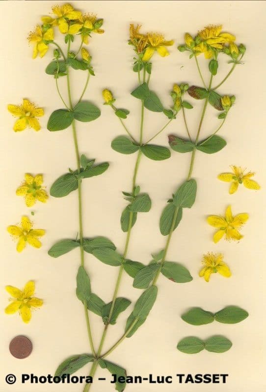 Millepertuis maculé 28