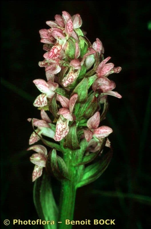 Orchide incarnata 2