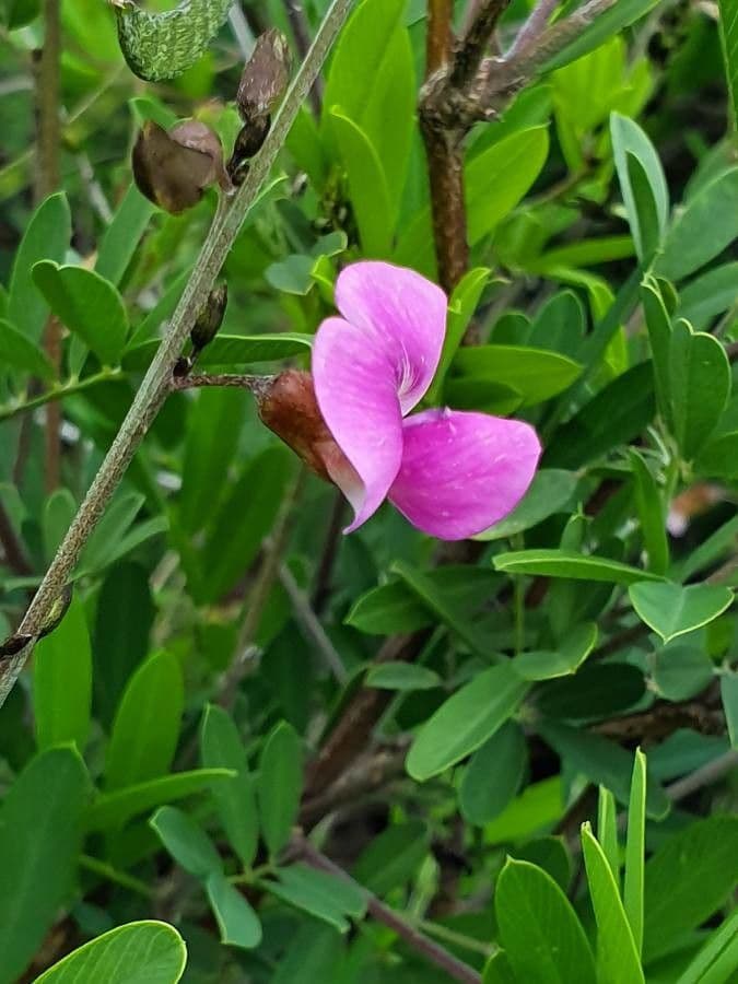 Tephrosia 4