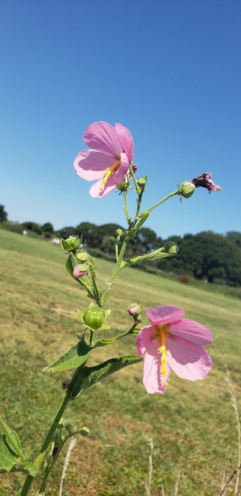 Kosteletzkya