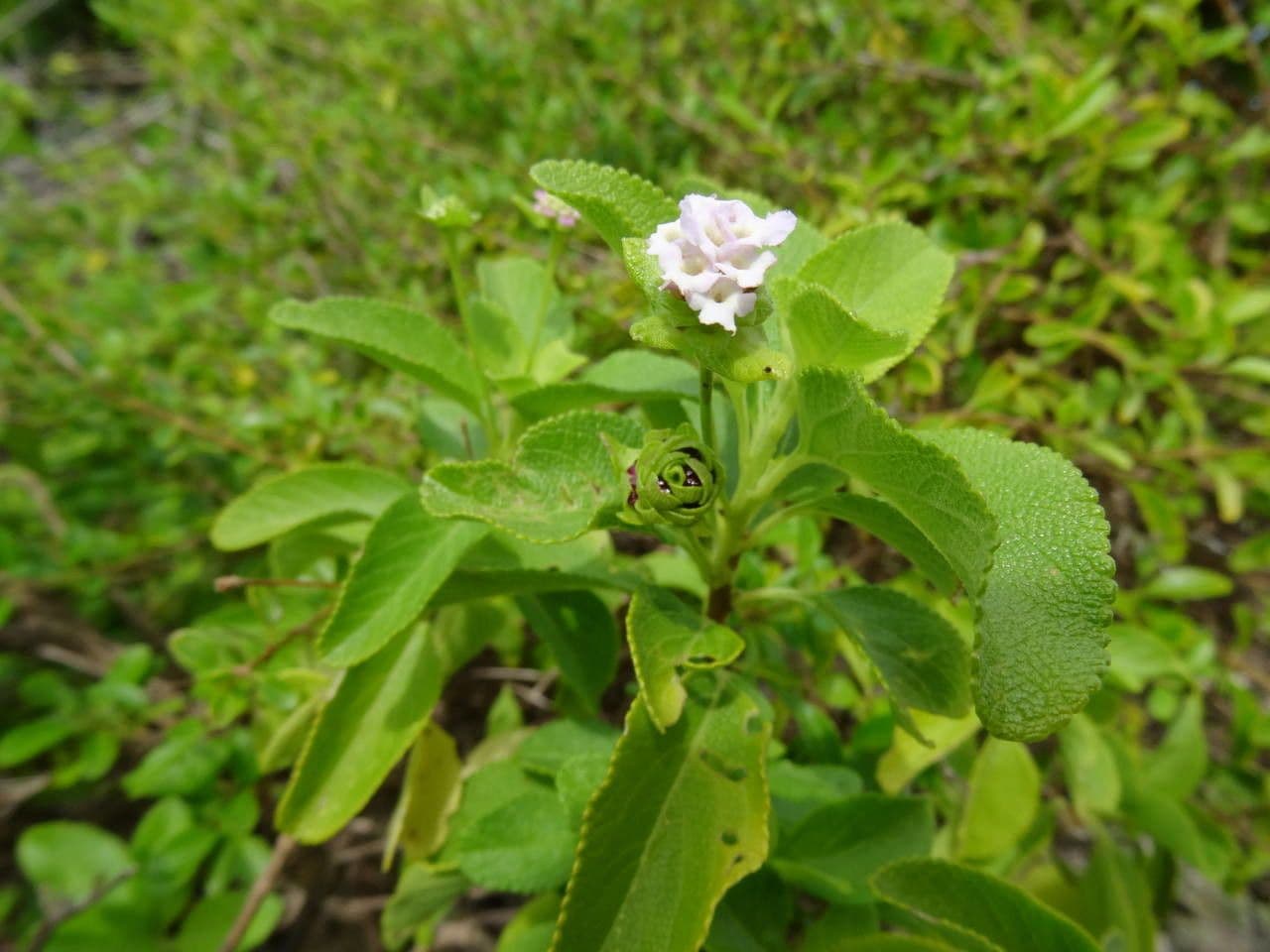 Lantana 13