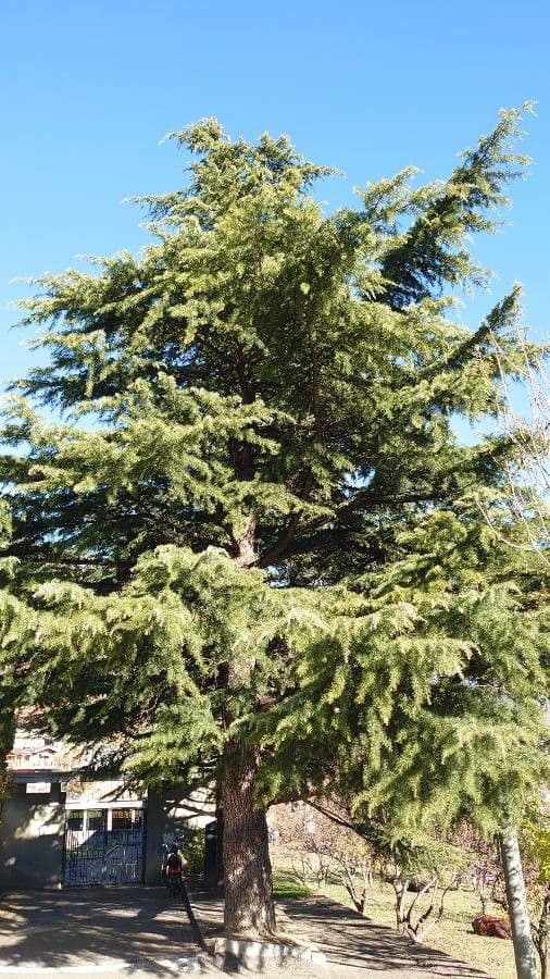 Cedro dell'Himalaya 13