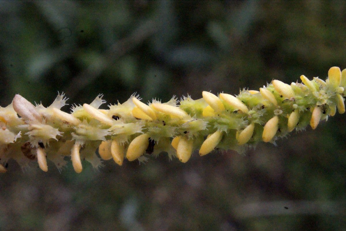 Valantia hispida 3
