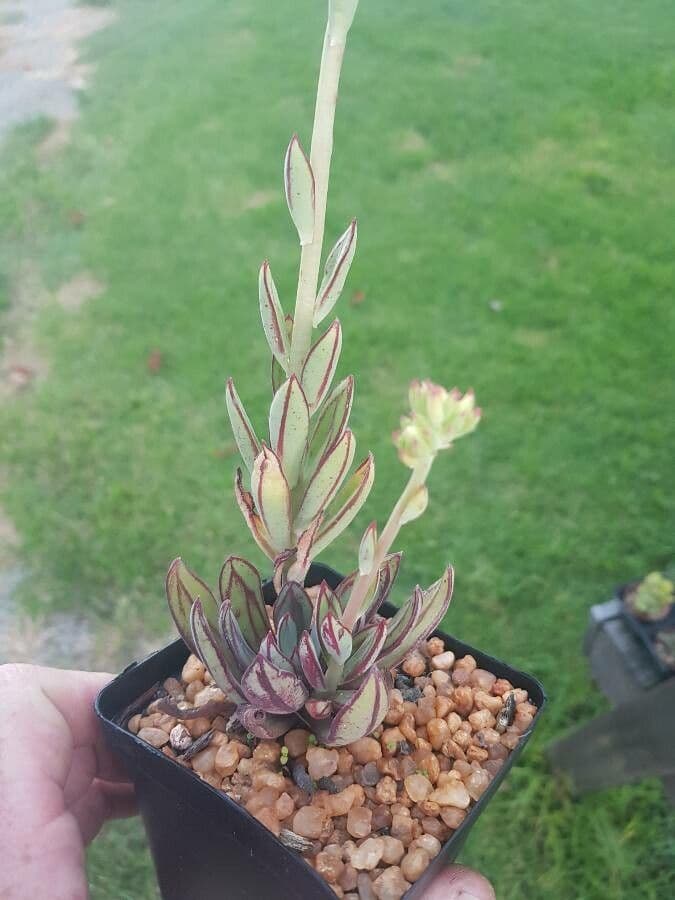 Echeveria 14