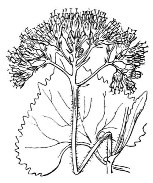 Cavolaccio bianco 21