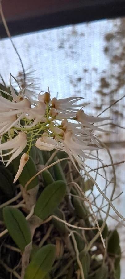 Dendrobium 2