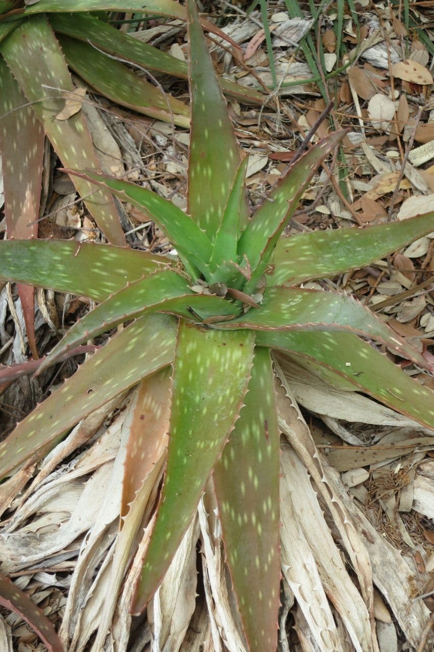 Aloe 7