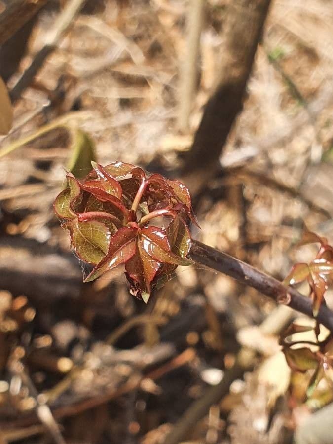 Commiphora 2
