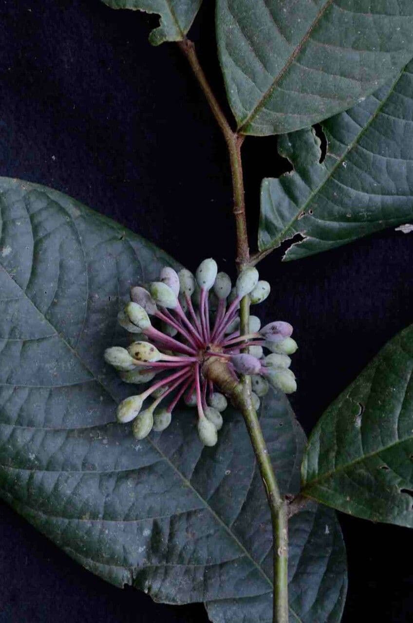Guatteria 4