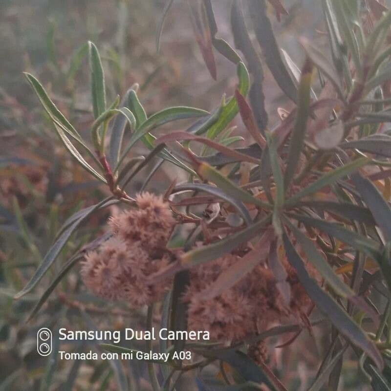 Emorys Baccharis 4