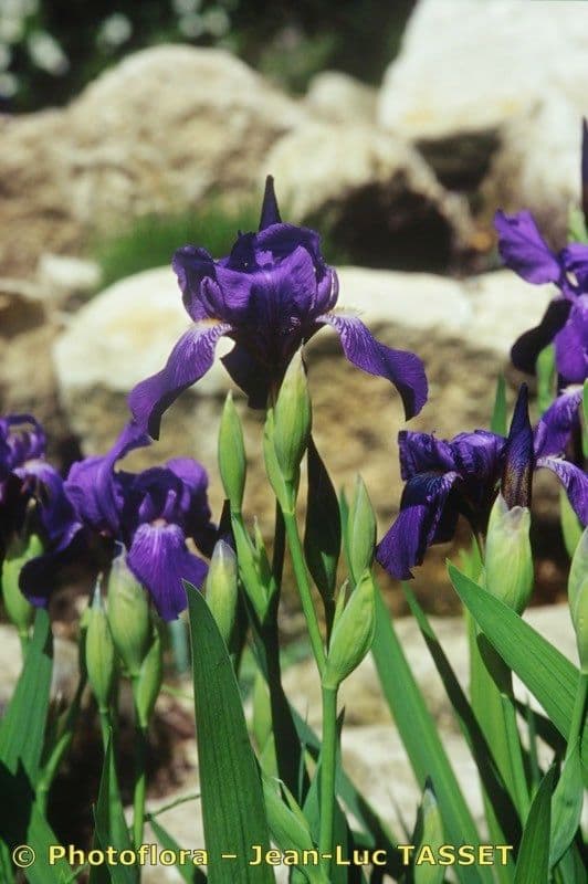 Iris 8