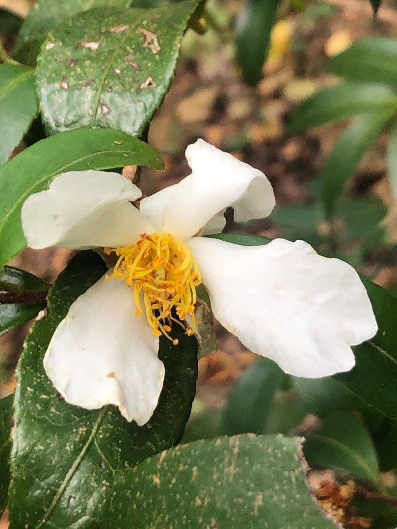 Camelia