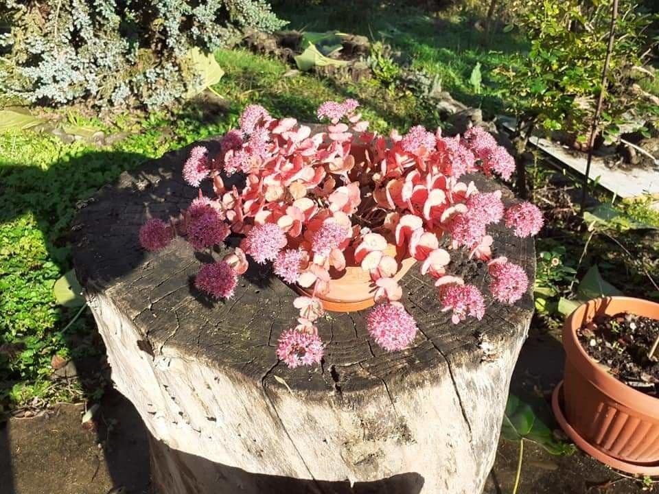 Sedum di Siebold 3