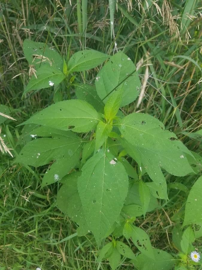 Ambrosia trifida 18