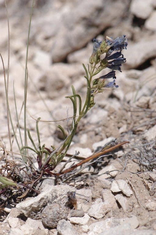 Penstemon 6