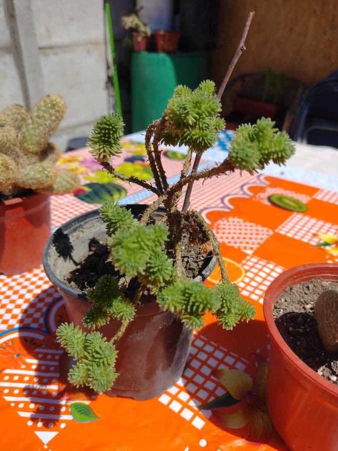 Sedum 7