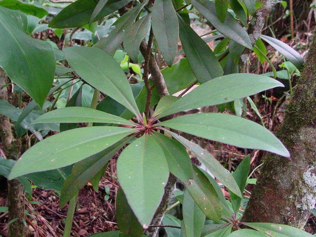 Badula 26