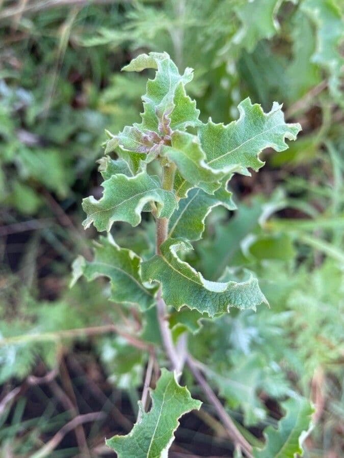 Baccharoides 7