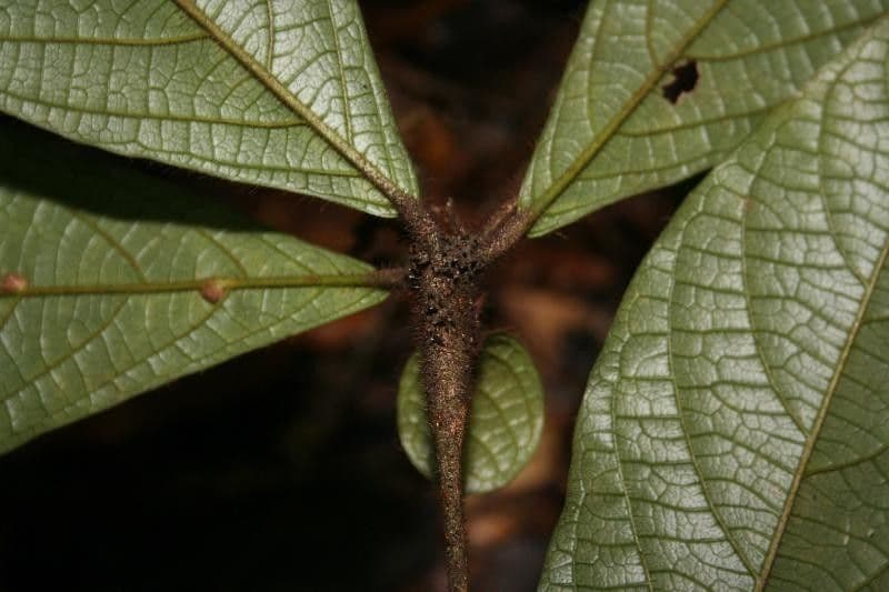 Cordia nodosa 24