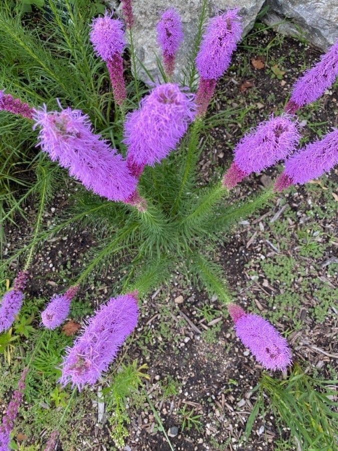 Liatris 6