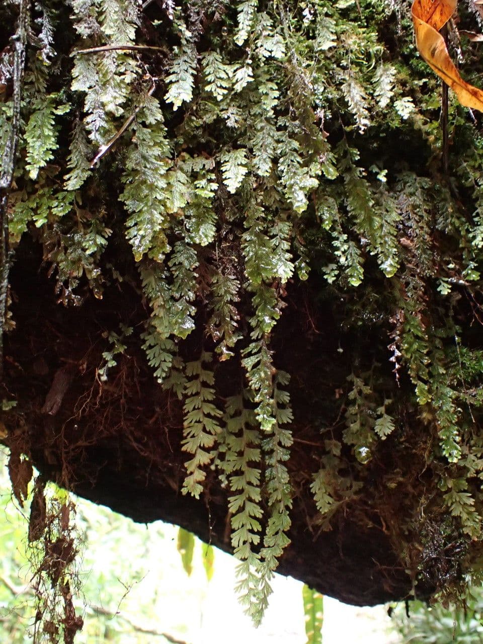 Hymenophyllum 3