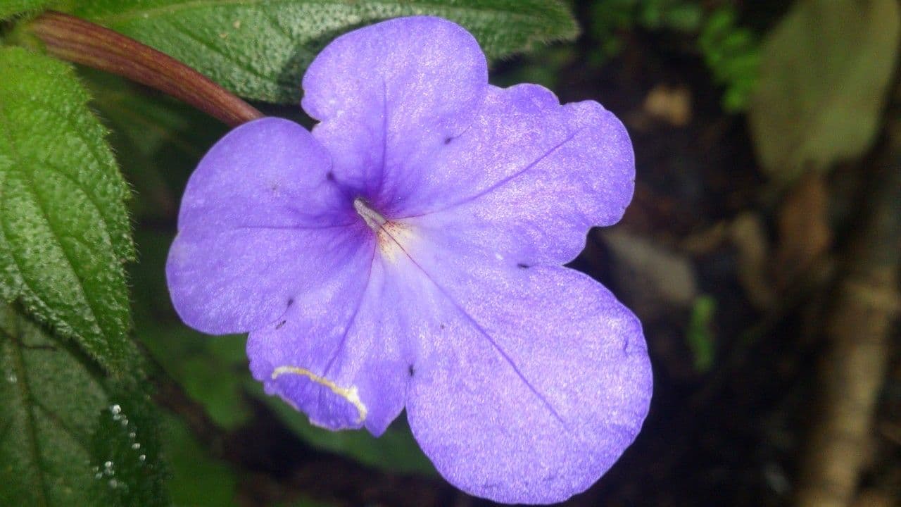 Achimenes