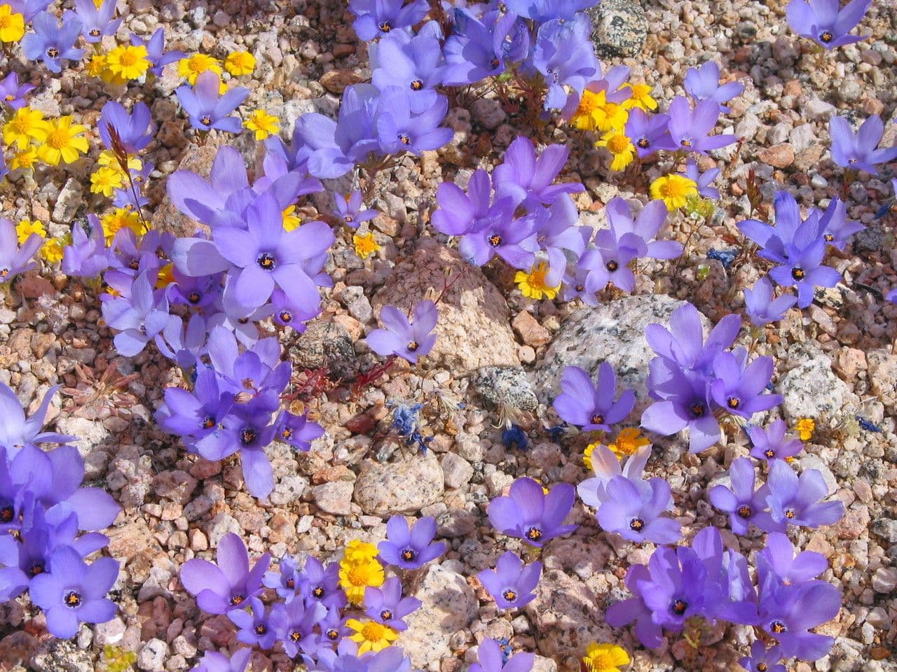 Linanthus 12