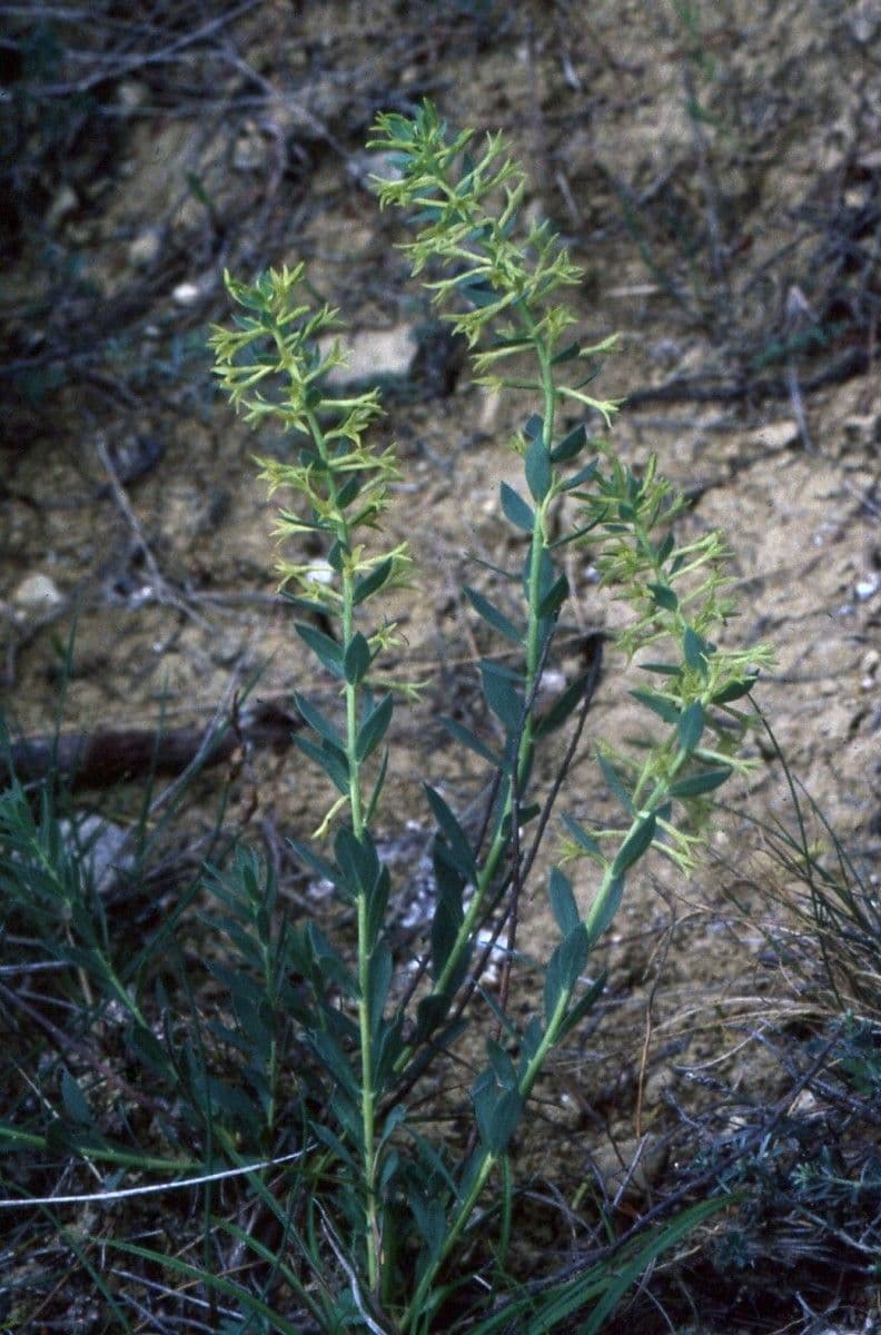 Thymelaea sanamunda 6