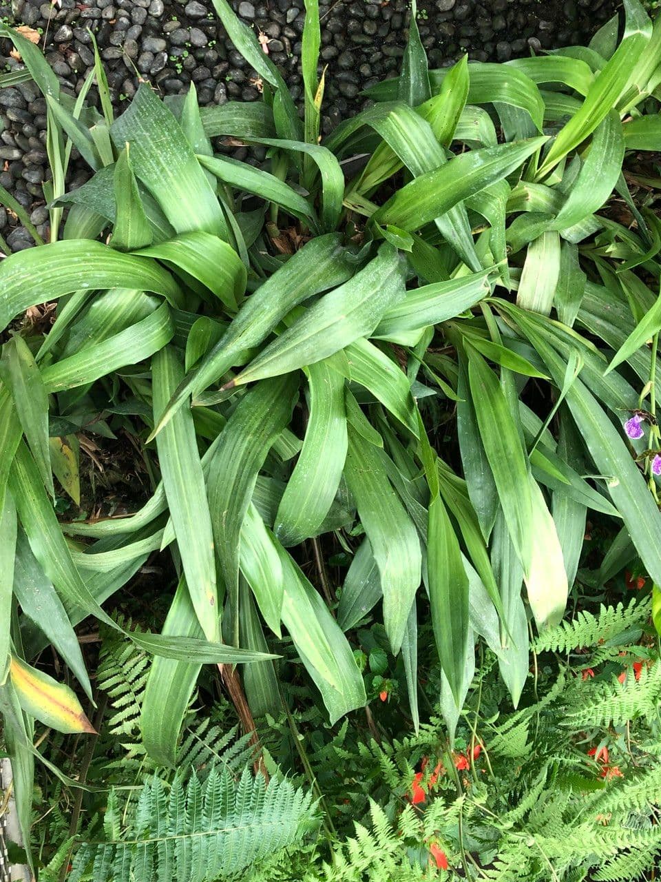 Zygopetalum 8