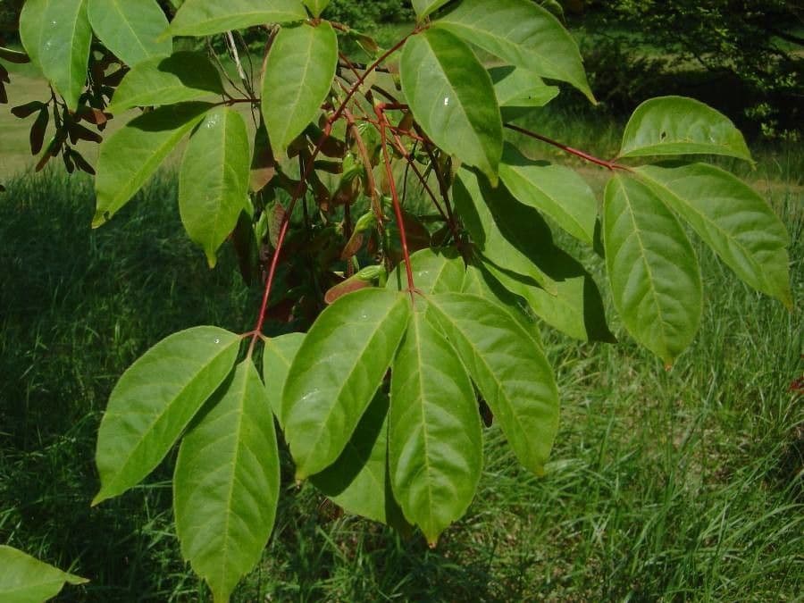 Henry's Maple 5